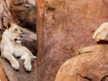 lion-in-rocks